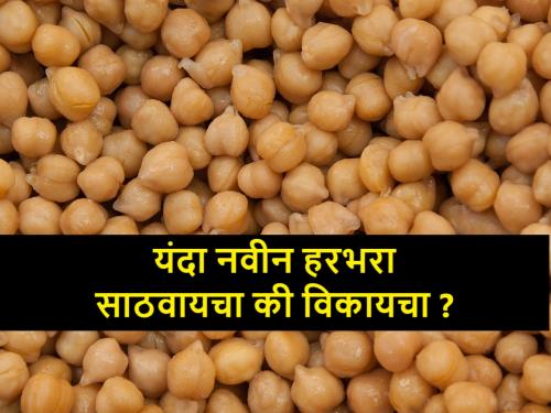 know the chickpea Chana Gram harbhara prices in april to june | एप्रिलनंतर हरभऱ्याचे बाजारभाव कसे असतील? हमीभावापेक्षा जास्त की कमी? जाणून घ्या