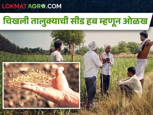 Latest News Why is Chikhli taluka known as seed hub? see reasons | चिखली तालुका सीड हब म्हणून का ओळखला जातो?  