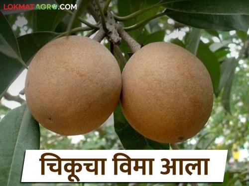 Fal Pik Vima: Finally, Chiku fruit crop insurance money is deposited in the farmer's bank account | Fal Pik Vima : अखेर चिकू फळपीक विम्याचे पैसे शेतकऱ्याच्या बँक खात्यावर जमा