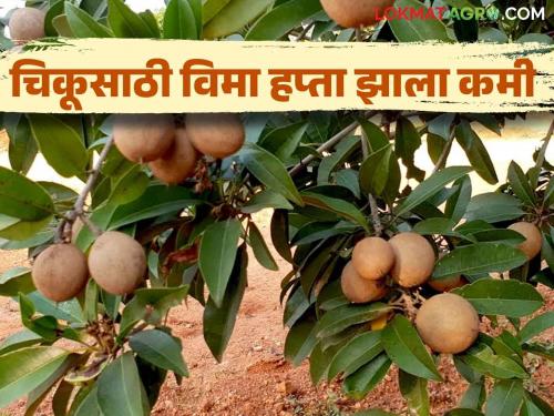 Crop Insurance: Now the farmer's share of insurance for sapota chiku fruit crops is only three thousand five hundred rupees | Crop Insurance आता चिकू फळपिकासाठी विम्याचा शेतकरी हिस्सा केवळ साडेतीन हजार