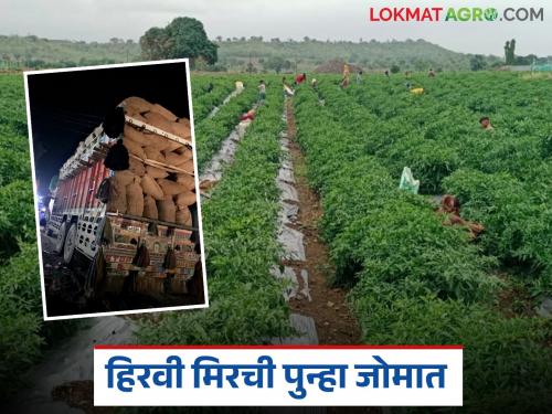latest news Chilli Export: Sillod chillies are 'hot'; Demand from across the country including Dubai, prices have increased rapidly Read in detail | Chilli Export : सिल्लोडची मिरची 'हॉट'; दुबईसह देशभरातून मागणी, दर झपाट्याने वाढले वाचा सविस्तर