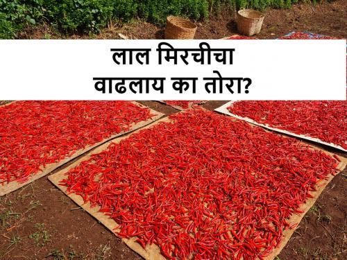 latest market rates for red chilli in Nandurbar, Nagpur, Sangali, Maharashtra | लाल मिरचीने कुठल्या बाजारसमितीत मिरवला तोरा? जाणून घ्या