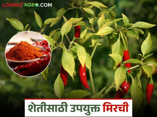 Latest News Chilly Capsaicin how homemade chilli powder are beneficial for pest control in field | Chilly Capsaicin : घरगुती मिरची शेतातील कीड नियंत्रणासाठी फायदेशीर, कशी ते जाणून घेऊया 