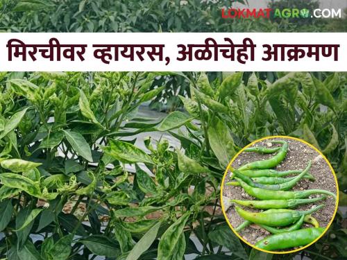 No Benefit After spraying expensive drugs; After the virus, the worm is also attacking the chillies | महागडी औषधे फवारूनही होईना फायदा; मिरचीवर व्हायरस पाठोपाठ आता अळीचेही आक्रमण