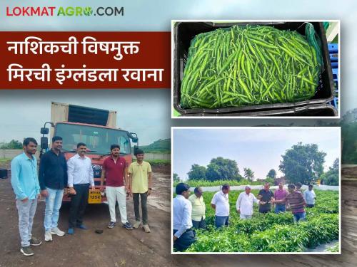 Latest News Agriculture News Organic chilli grown by five farmers of Nashik sent to England | Chilly Export : शिरवाडेची मिरची इंग्लंडला रवाना, सेंद्रिय पद्धतीने सामूहिक शेतीतून साधली क्रांती