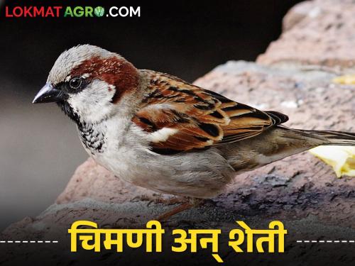 World Sparrow Day; Let's save the sparrow | जागतिक चिमणी दिवस विशेष; चला चिऊताईला वाचवूया