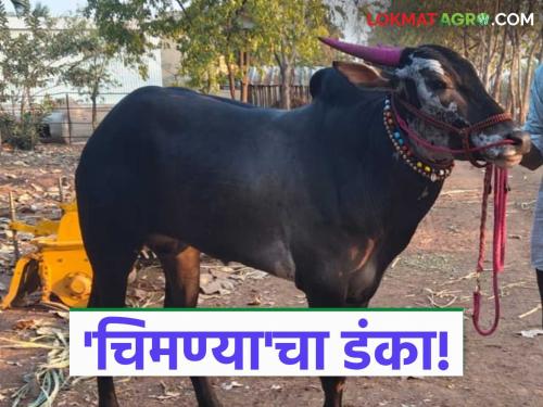 latest news Hind Kesari's bull: A historic development in the bullock cart world of Maharashtra; Read the story of the 'Chimanya' bull in detail | Hind Kesari's bull : महाराष्ट्राच्या बैलगाडा दुनियेत ऐतिहासिक घडामोड; 'चिमण्या' बैलाची कहाणी वाचा सविस्तर