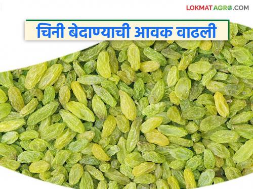 Bedana Market : Chinese currants smuggled in have captured the Indian currant market | Bedana Market : चोरट्या मार्गाने आलेल्या चिनी बेदाण्याने भारतीय बेदाण्याचे मार्केट केले काबीज