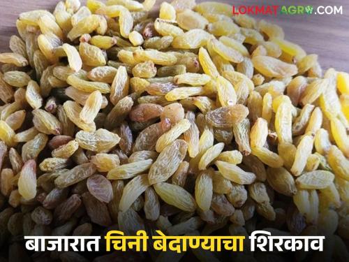 With 60,000 tones of raisins remaining in the state, Chinese raisins have increased farmers tension | राज्यात तब्बल ६० हजार टन बेदाणा शिल्लक असताना चिनी बेदाण्याने वाढवले शेतकऱ्यांचे टेन्शन