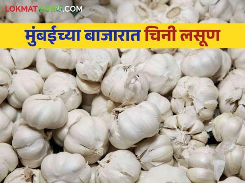 China Lasun : Five containers of Chinese garlic arrival in the Mumbai market committee? How are the market price | China Lasun : मुंबई बाजार समितीमध्ये चिनी लसणाचे पाच कंटेनर दाखल कसा मिळतोय दर