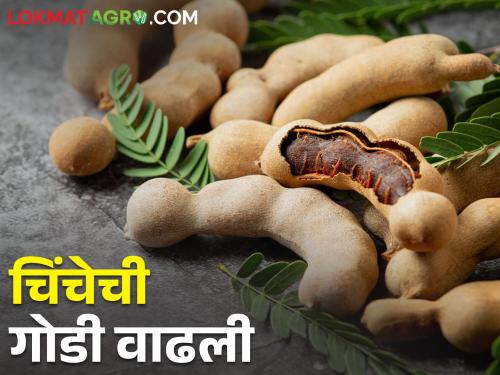 Sour tamarind turns out to be sweet for farmers; How is the market price? | आंबट चिंच शेतकऱ्यांसाठी ठरतेय गोड; कसा मिळतोय बाजारभाव