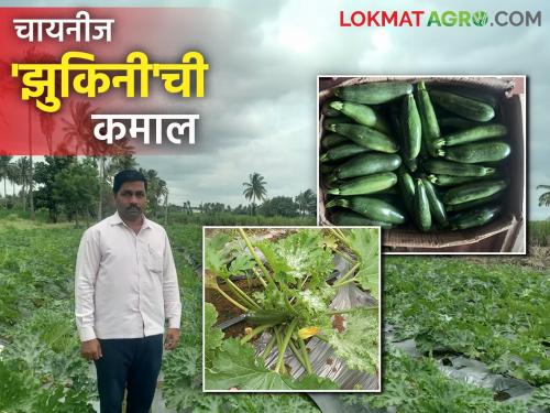 Farmer Success Story : Read Sunil Patal's success story of bumper income from this crop in just 60 days | Zucchini Farming Success Story : अवघ्या ६० दिवसात या पिकातून केली बंपर कमाई वाचा सुनील पाटलांची यशदायी कहाणी