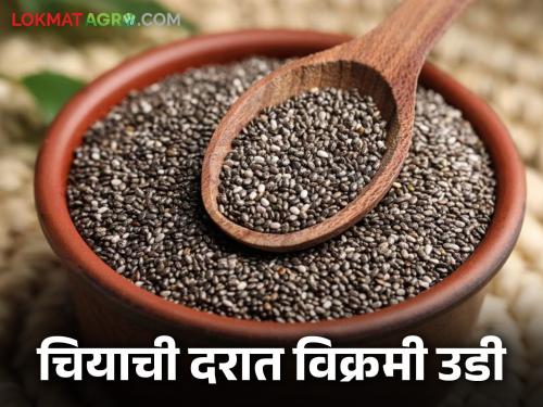 latest news Chia Market: Record jump in chia prices; Farmers are getting guaranteed profits Read in detail | Chia Market : चियाच्या दरात विक्रमी झेप; शेतकऱ्यांना मिळतोय हमखास नफा वाचा सविस्तर