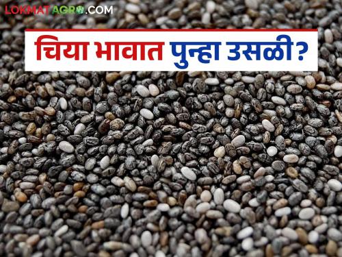 latest news Chia Market: Rapid change in chia prices; Improvement again after decline! | Chia Market : चियाच्या दरात झपाट्याने बदल; घसरणीनंतर पुन्हा सुधारणा!