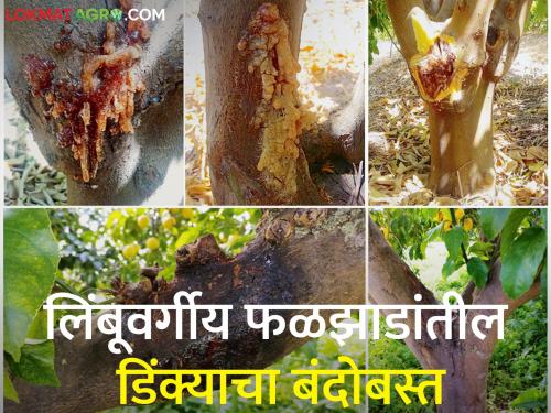 Gumosis Disease Management in Citrus Fruit Crops | लिंबूवर्गीय फळ पिकामधील डिंक्या रोग व्यवस्थापन