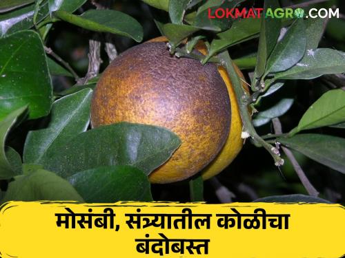 This pest has occurred in citrus fruit crops; How to control | लिंबूवर्गीय फळपिकांत आली ही कीड; कसे कराल नियंत्रण