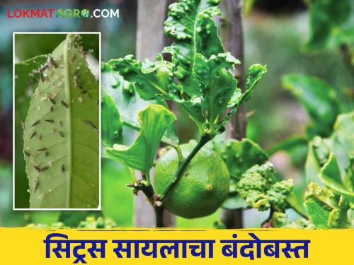 Control of disease vector Citrus psylla pest on citrus fruit crops | लिंबूवर्गीय फळपिकांवरील रोग प्रसारक सिट्रस सायला किडीचे असे करा नियंत्रण