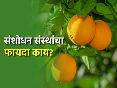 Provide two crore seedlings of citrus fruits | लिंबूवर्गीय फळांची दोन कोटी कलमे उपलब्ध करा