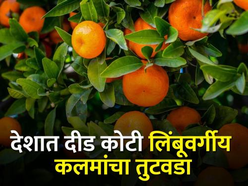 India is third in the world in production of oranges, mesambi, but there is a shortage of citrus seedlings | संत्रा, माेसंबी उत्पादनात भारत जगात तिसरा पण लिंबूवर्गीय कलमांचा तुटवडा