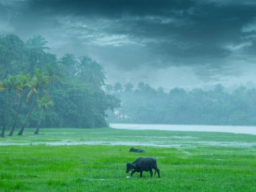 'Yellow alert' for rain in most districts of the state today | आज राज्यातील बहुतांश जिल्ह्यांना पावसाचा 'यलो अलर्ट'