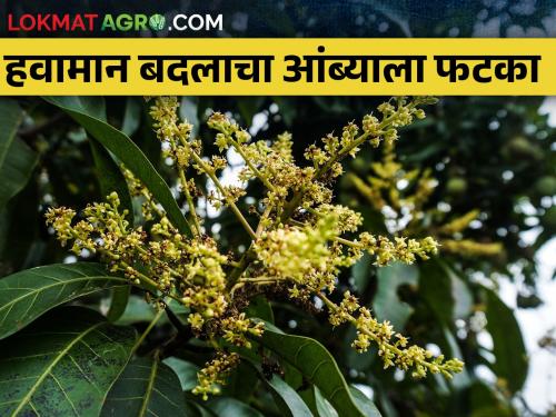 Long term plans should be implemented for mango fruit crop | आंबा फळपिकासाठी दीर्घकालीन योजना राबवाव्यात