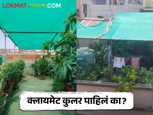 Latest News Setting up garden on roof of house reduces temperature by 15 degrees in nagpur | Climate Cooler : छतावर गार्डन उभारलं, घराचं तापमान 15 डिग्रीपर्यंत कमी झालं! वाचा सविस्तर 