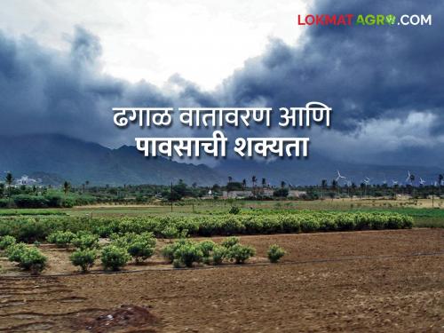 Latest News Chance of rain in Vidarbha for three days see details Forecast | कुठे पाऊस तर कुठे ढगाळ हवामान, काय सांगतोय हवामान अंदाज 