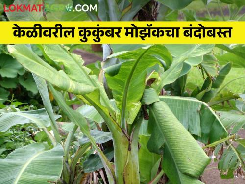 Management of Cucumber mosaic virus disease on banana | केळीवरील कुकुंबर मोझॅक व्हायरस रोगाचे व्यवस्थापन