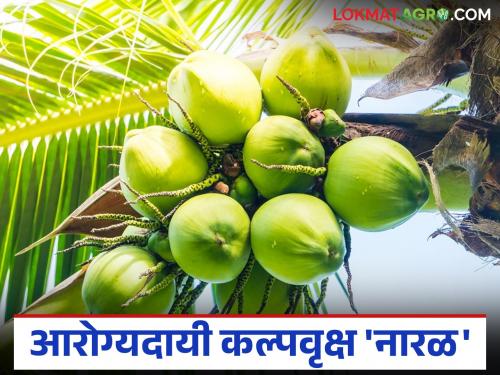 World Coconut Day Special: Learn about the properties of coconut, a trinity of health, beauty and culture | जागतिक नारळ दिन विशेष : जाणून घ्या आरोग्य, सौंदर्य आणि संस्कृतीचा त्रिवेणी संगम असलेल्या नारळाचे गुणधर्म