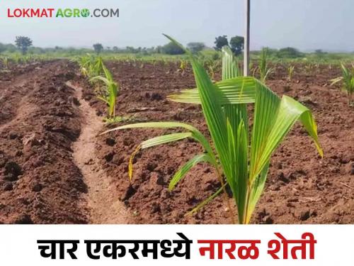 Latest news Columbus Coconut Farming in Four Acres, Success Story of Brahmangaon Farmer  | Coconut Farming : चार एकरमध्ये कोलंबस नारळ शेतीचा यशस्वी प्रयोग, ब्राह्मणगावच्या शेतकऱ्याची यशोगाथा 