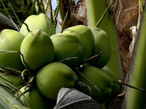 18.63 crore coconuts produced annually in Konkan | कोकणात दरवर्षी १८.६३ कोटी नारळ उत्पादन