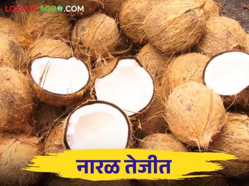 Coconut Market : Demand for coconut increased in Shravan, coconuts are coming from Andhra-Tamil Nadu, how is the rate going? | Coconut Market : श्रावणात नारळाची मागणी वाढली आंध्र-तामिळनाडूतून येतोय नारळ कसा मिळतोय दर