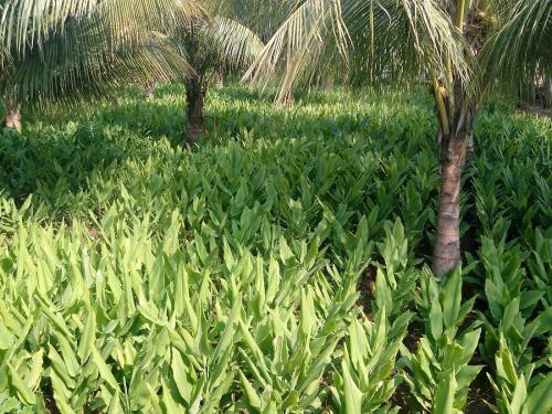 Coconut & Spices Crops Mixed Cropping System is profitable | नारळ - मसाला मिश्र पिकांची लागवड फायदेशीर