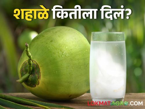 Latest News temperature increased, coconut water is preferred to drink, check market price | तापमान वाढलं, नारळ पाणी पिण्यास पसंती, बाजारात शहाळे काय भाव? 