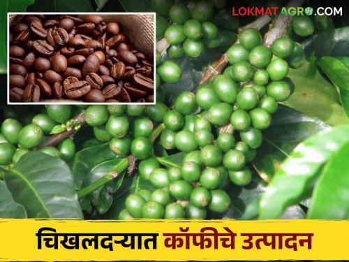 Coffee Cultivation: Production of coffee during the English period in chikhaldara | Coffee Cultivation : काय सांगताय : चिखलदऱ्यात घेतले जाते इंग्रजकालीन कॉफीचे उत्पादन; वाचा सविस्तर 