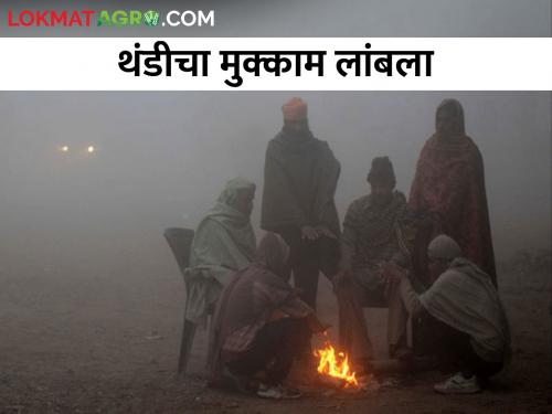 Cold weather continues in the state; Cold will be felt till February 1 | राज्यात थंडीचा कडाका कायम; १ फेब्रुवारीपर्यंत थंडी जाणवणार