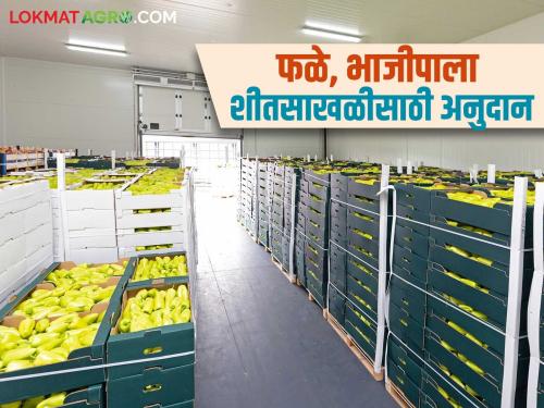 Large subsidy for fruit and vegetable cold chain to farmer producer companies; Know the details | शेतकरी उत्पादक कंपन्यांना फळ व भाजीपाला शीतसाखळीसाठी मोठ्या प्रमाणात अनुदान; जाणून घ्या सविस्तर