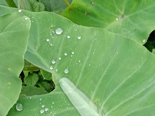 How to plant colocasia leaves in terrace garden? | आता गटारीवरचे नव्हे, तर घरच्या अळूची खा भाजी? अगदी सोपी आहे लागवड