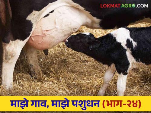 Colostrum : How much and why to feed colostrum newborn calves | Colostrum : नवजात वासरांना किती आणि का पाजायचा चीक