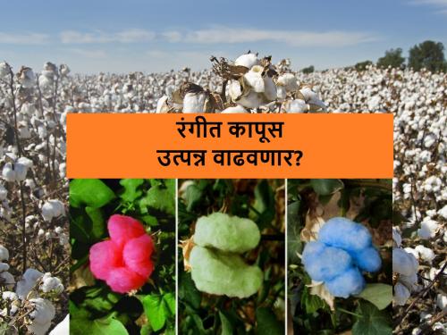 Research is being done on blue cotton in India; Know about coloured cotton | निळ्या रंगाच्या कापसावर होतेय संशोधन; जाणून घ्या रंगीत कपाशीबद्दल…