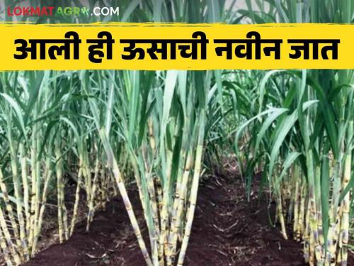 Phule Sugarcane 11082 : Early maturing variety of sugarcane Read more in details | Phule Sugarcane 11082 : आला हा ऊसाचा लवकर पक्व होणार वाण वाचा सविस्तर