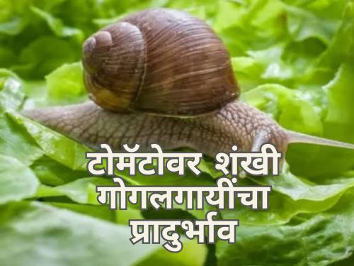 Latest News Conch snail infestation on tomatoes, farmers in trouble | अवकाळीनंतर आता शंखी गोगलगायींचे संकट, टोमॅटो उत्पादक शेतकरी हैराण  