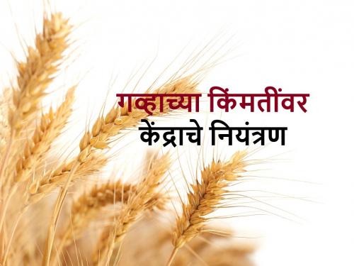 government to control wheat price in Market may affect farmers | Wheat Price आता गव्हाच्या किंमतीत केंद्राचा हस्तक्षेप; शेतकऱ्यांवर काय परिणाम होणार?