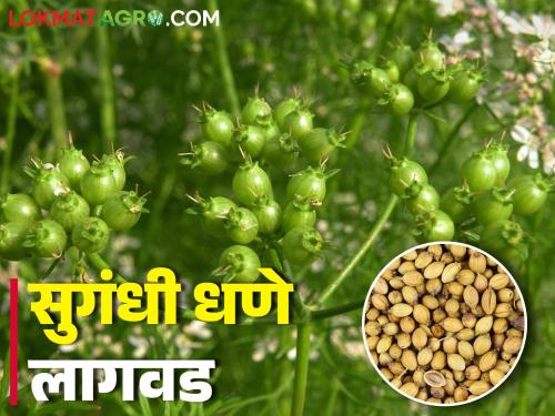 Coriander seed is more profitable than coriander, how to cultivate coriander for seed | कोथिंबीरीपेक्षा धण्यात मिळतोय जास्त नफा, कशी कराल धणे लागवड