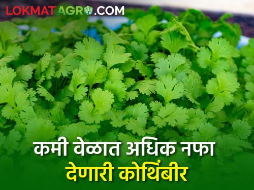 How to cultivation coriander which gives good financial profit in short time? | कमी वेळात आर्थिक नफा देणारी कोथिंबीर लागवड कशी करावी?