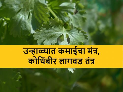bumper earnings in summer from coriander cultivation, know the details | कोथिंबीर लागवडीतून उन्हाळ्यात कमवा ताजा पैसा आणि बंपर कमाई
