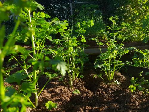 Ter Farmers are cultivating coriander in delayed monsoon rain | पाऊस लांबला; मग या शेतकऱ्यांनी हुशारीनं कोथिंबीरीचा पर्याय निवडला