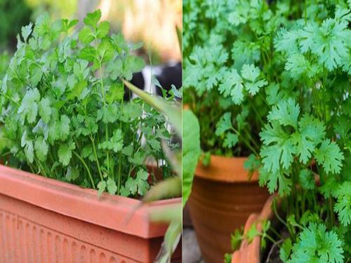 rate issue with coriander in Narayangaon Market yard | नारायणगाव बाजारसमितीत ६० हजार कोथिंबीर जुड्या का फेकून दिल्या?