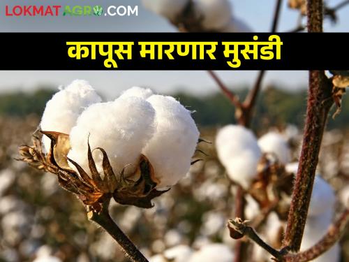 Cotton The world market system for cotton was opened; When will the good luck of our cotton be opened | Cotton कापसाची जागतिक बाजारव्यवस्था खुलली; आमच्या कापसाचे नशीब कधी खुलणार