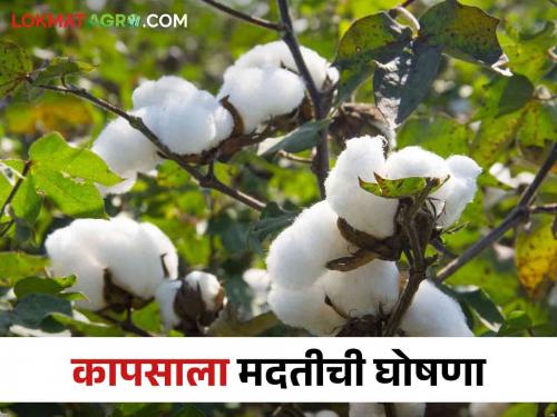 Good news for cotton growers; five thousand rupees per hectare will be given | कापूस उत्पादकांना खुशखबर; हेक्टरी मिळणार इतकी मदत